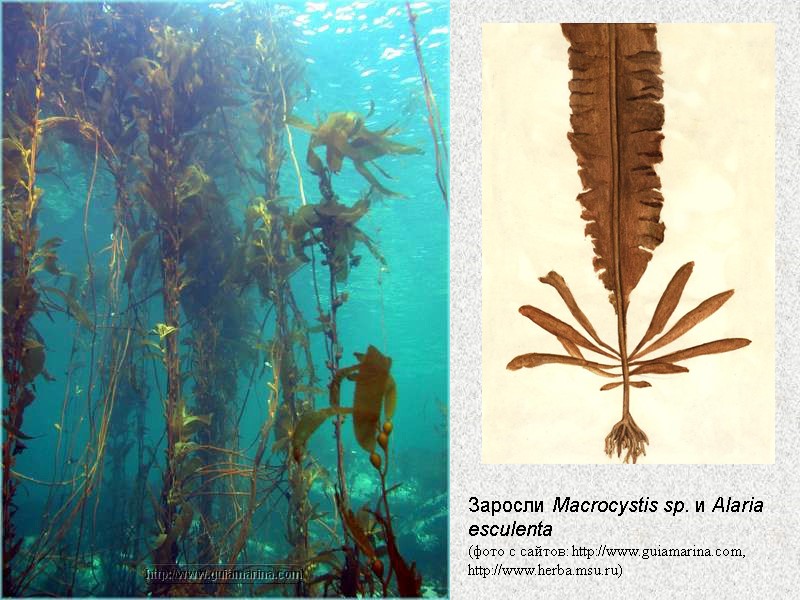 Заросли Macrocystis sp. и Alaria esculenta  (фото с сайтов: http://www.guiamarina.com, http://www.herba.msu.ru)